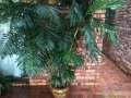 Chamaedorea seifrizii - palmier nain multipliant exotique soleil 2-3m